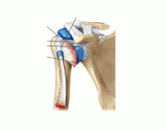 Joints of the shoulder