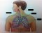Fig 3-3 Repiratory System