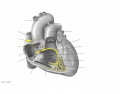 heart structures