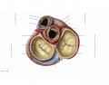 cardiac valves, av closed
