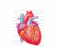 External Anatomy of the Heart 1
