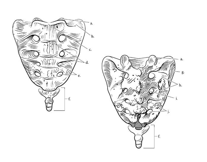 Sacrum