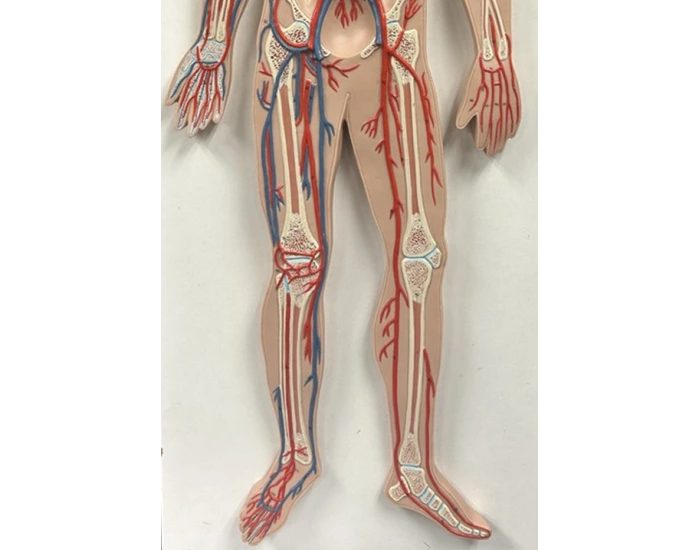 Lower Extermity Lab Model Lab 2: Blood Vessels Lower Extremity Quiz
