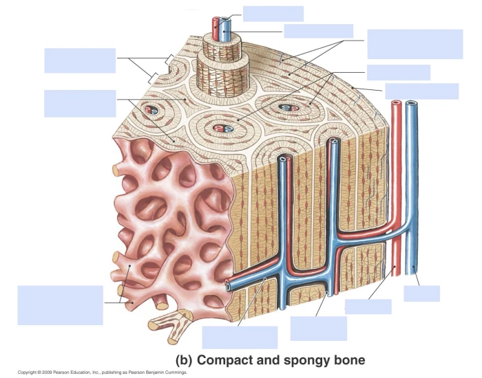 ANAT 200 - Structure of Bone Quiz