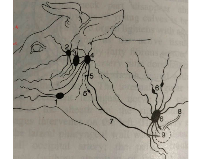 Large Ruminants Worksheet Lymph nodes ruminants — Printable Worksheet