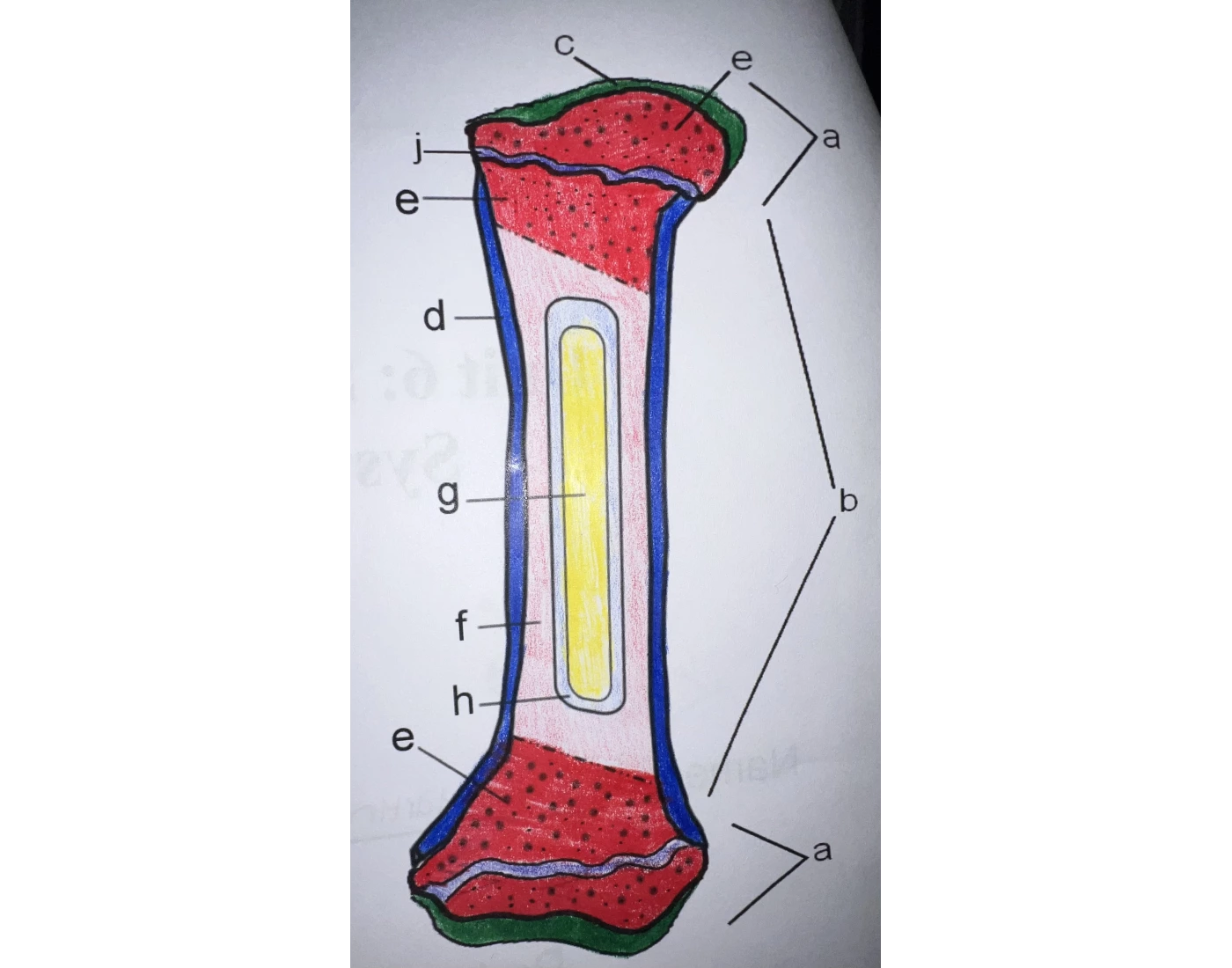Anatomy of a Bone- Review Quiz