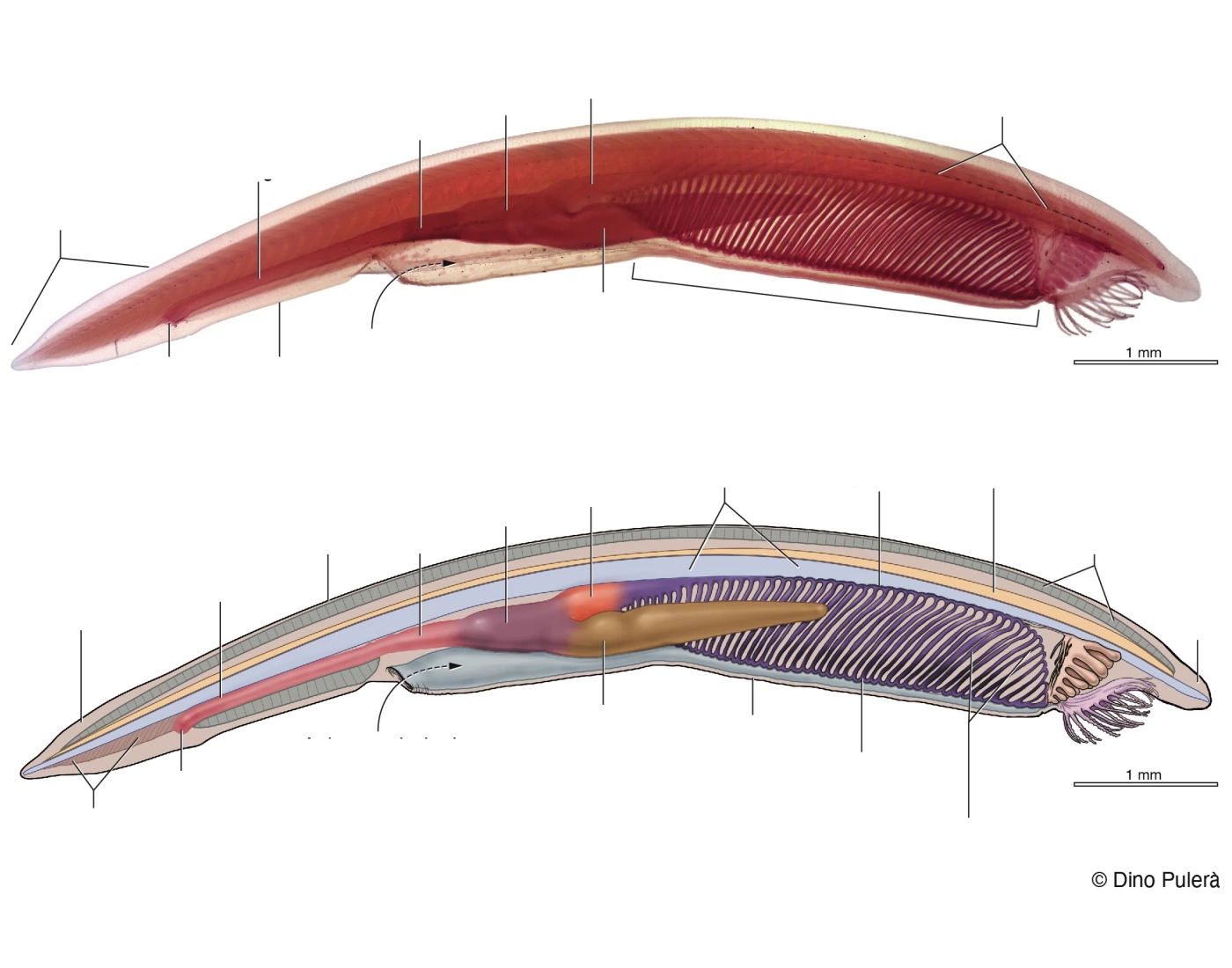 Amphioxus Examples BIOL 3250 - amphioxus simple anatomy Quiz