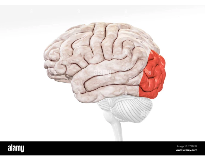 Cerebral Cortex Worksheet Cerebral cortex: lateral view — Printable Worksheet