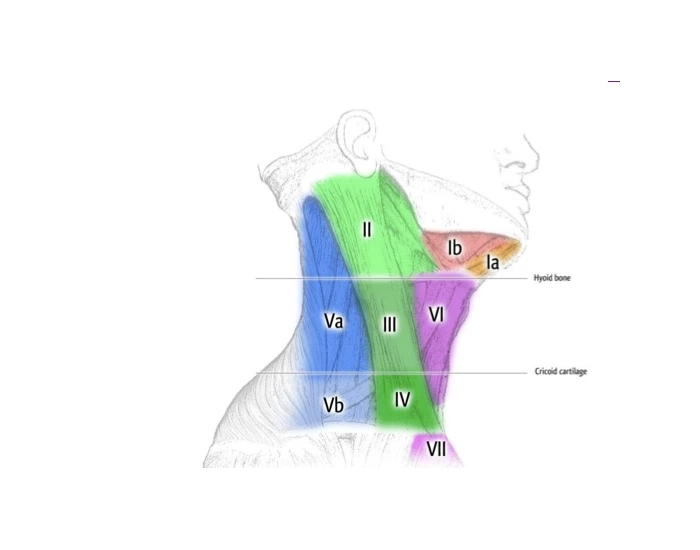 Layered Neck Level Neck levels Quiz