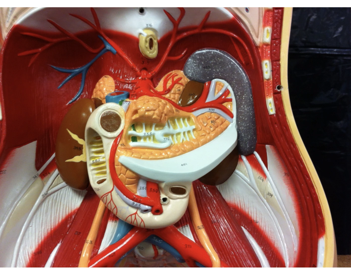 PANCREAS 2025 LABELING LAB 1 Printable Worksheet pancreas-2025-labeling-lab-1-printable-worksheet