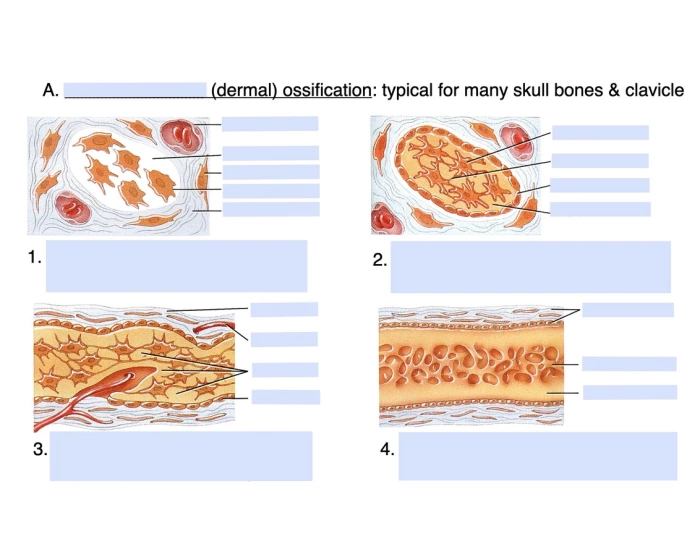 ANAT - Bone Development and Growth Quiz