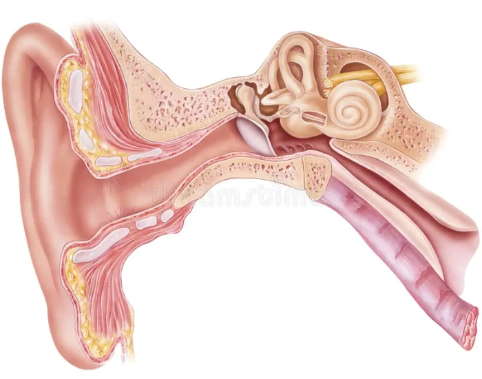 Outer Innrt Anatomy of Ear (Outer, Middle, Inner) Quiz