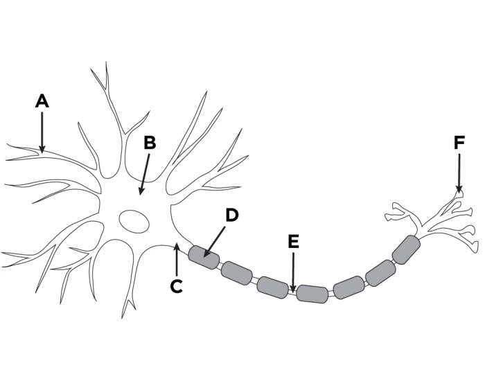 Neuron Structure Printable Worksheet