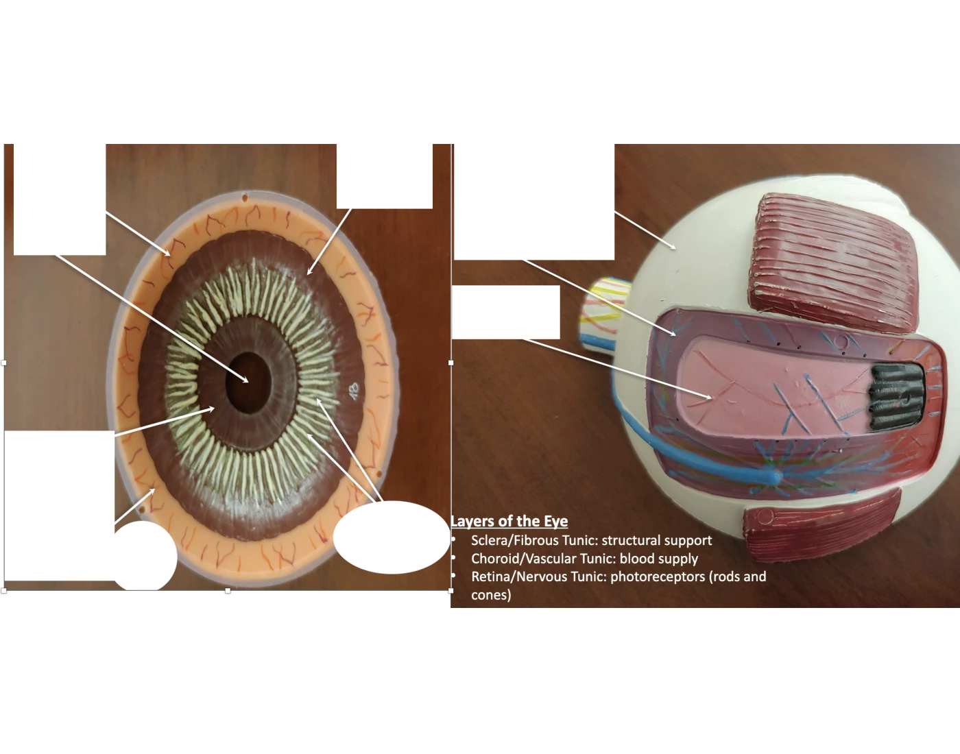 Wars Inner Eye Inner Eye/ Layers of the eye — Printable Worksheet