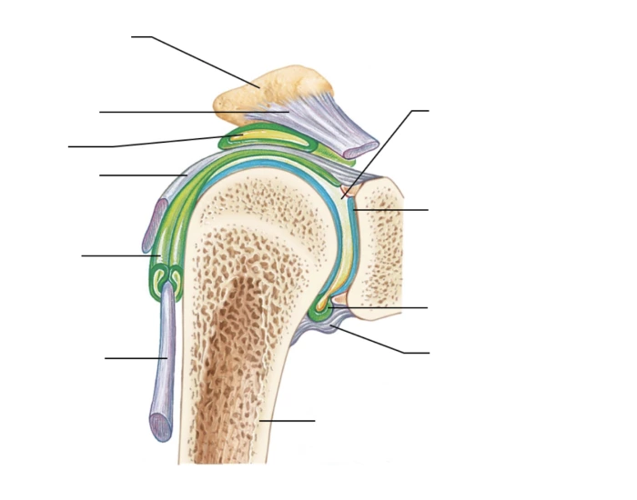 Siu Structure Synovial Joint & Accessory Structures Quiz