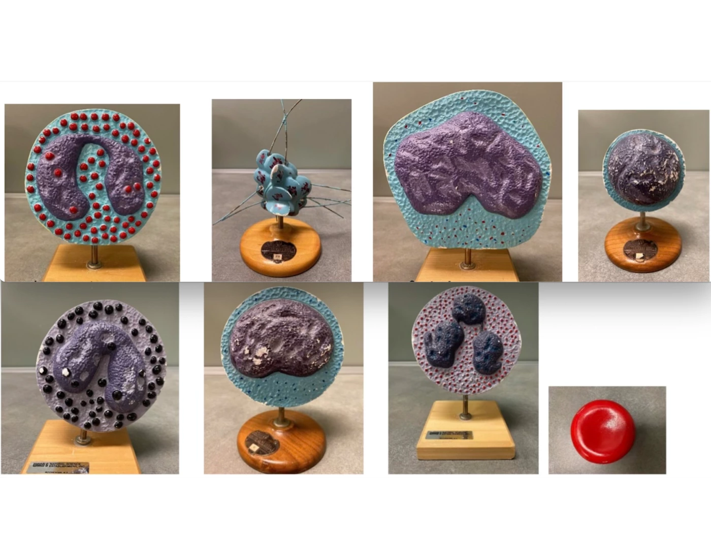 label the lab models Quiz