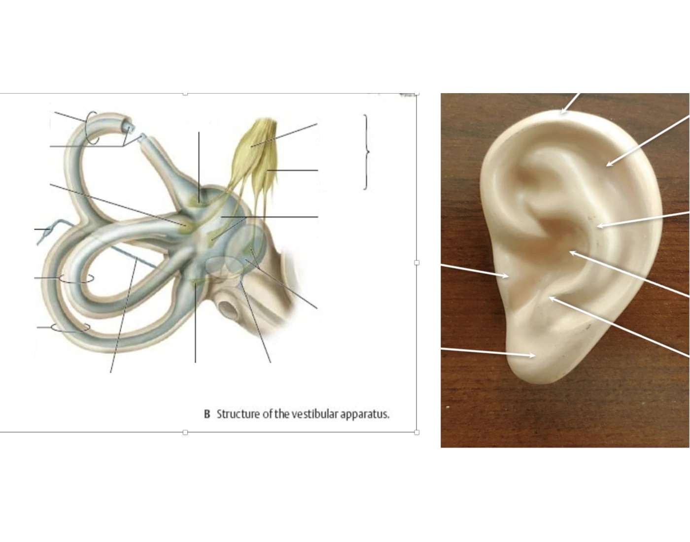 Outer Innrt Outer/Inner ear Quiz
