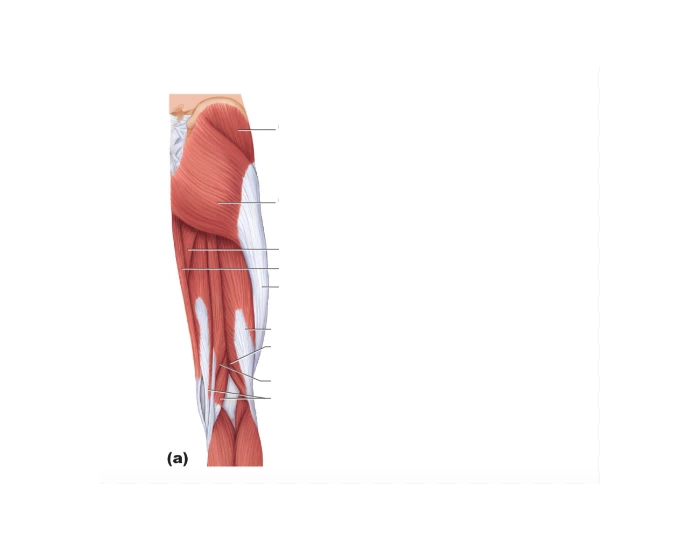 Lower leg Quiz