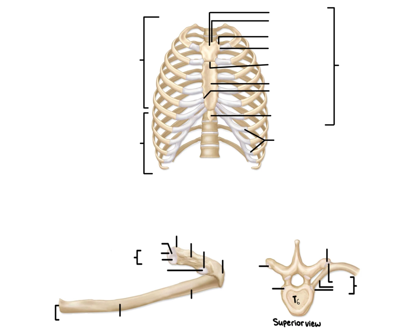 Rib Anatomy, Thoracic Vertebrae and Thoracic Cage — Printable Worksheet