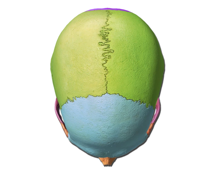Top of Skull Labeling Quiz