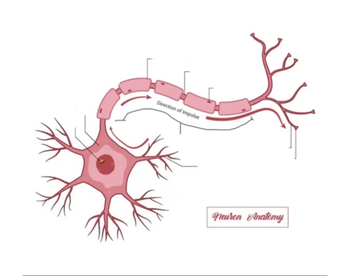 Neuron Printable Worksheet
