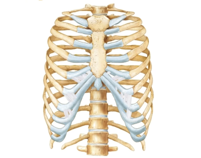 Rib Cage And Sternum Labeling — Printable Worksheet
