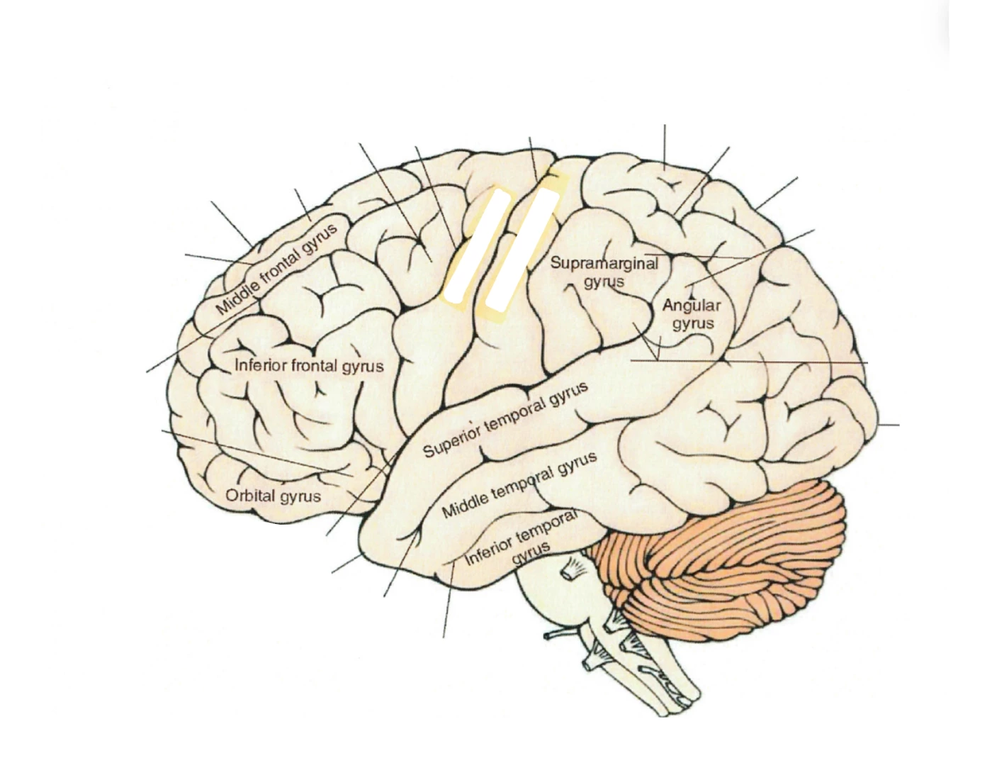 Cerebral Cortex Worksheet Lateral view of the cerebral cortex — Printable Worksheet