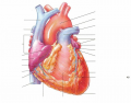 anterior view human heart