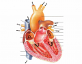 internal anterior heart view 