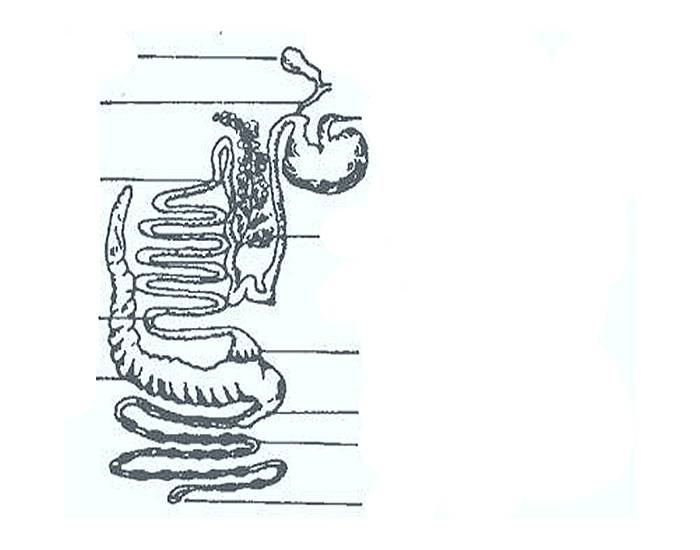 Rabbit Digestive System — Printable Worksheet