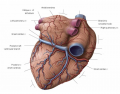 posterior heart arteries