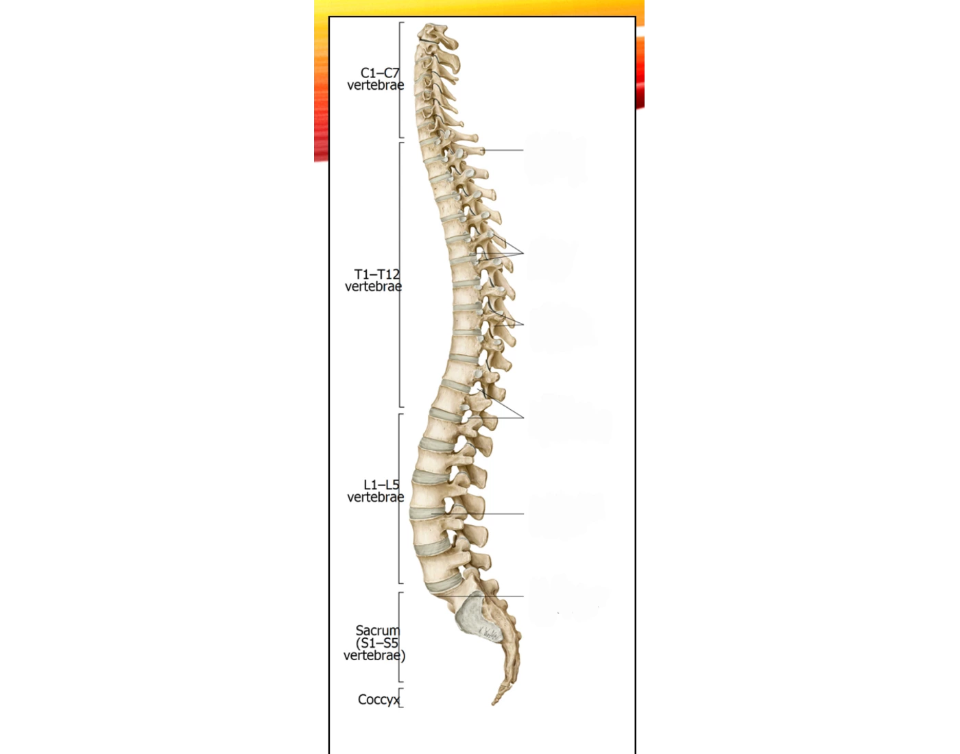 Vertebral Column Structures Printable Worksheet
