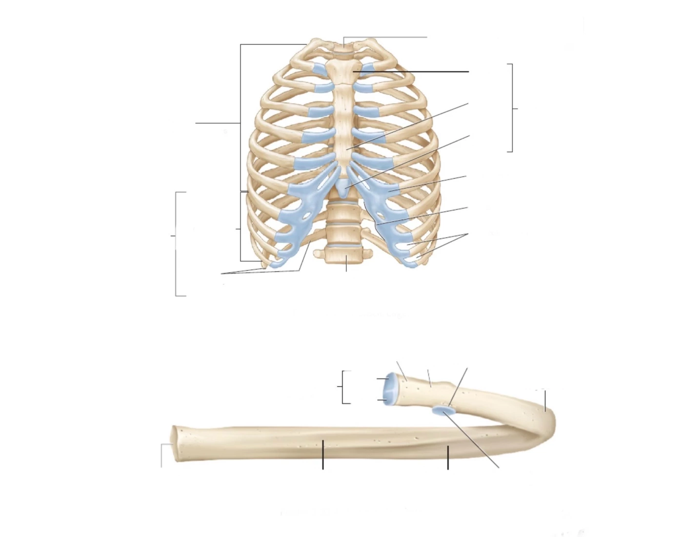 Bio 201 rib bones Quiz