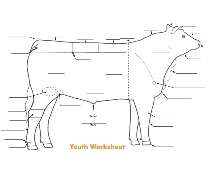 Beef Basic Parts Beef External Parts Quiz