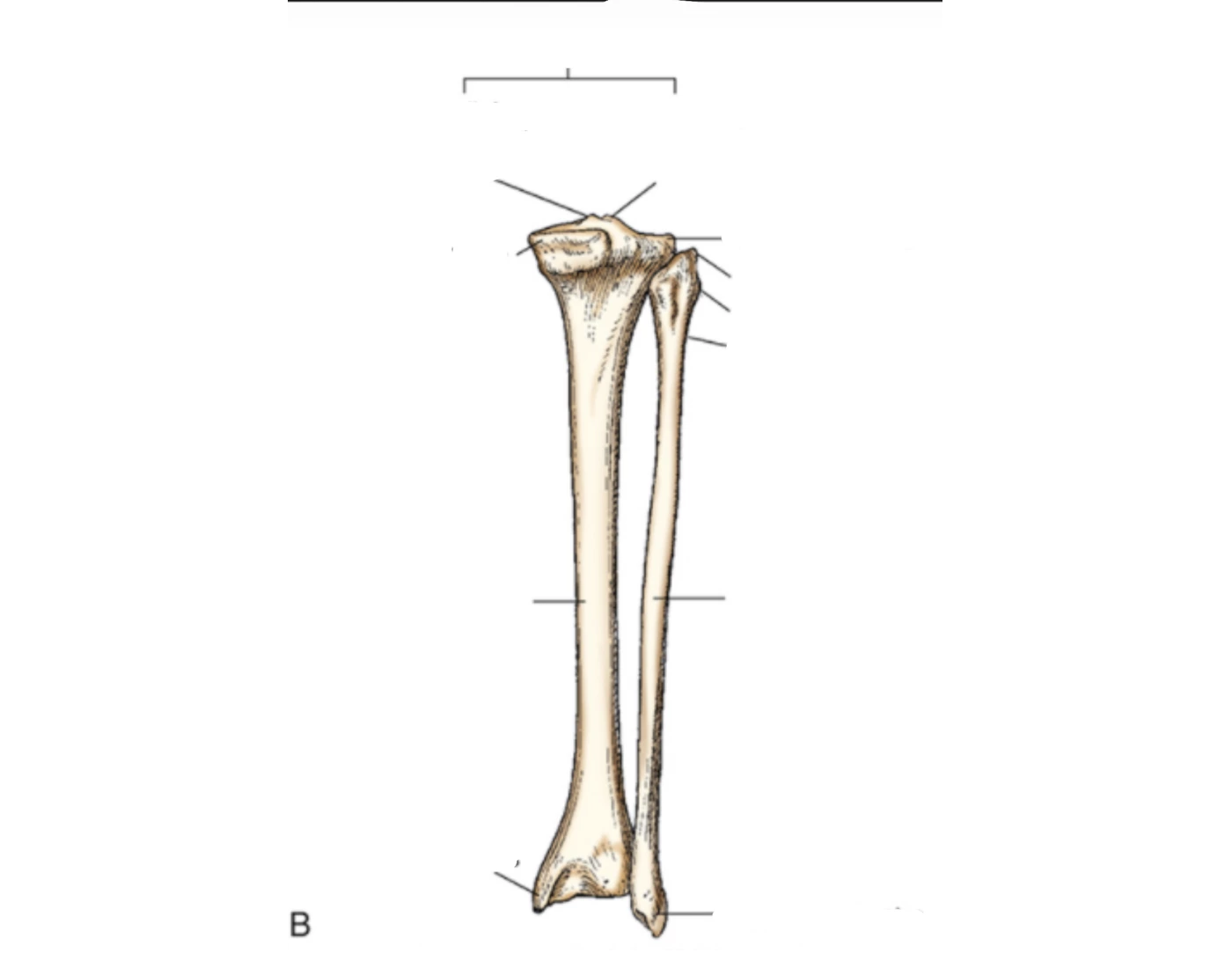 posterior tib/fib labeling Quiz