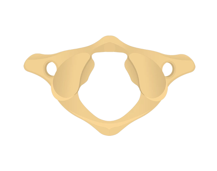 Atlas Vertebrae Labeling — Printable Worksheet