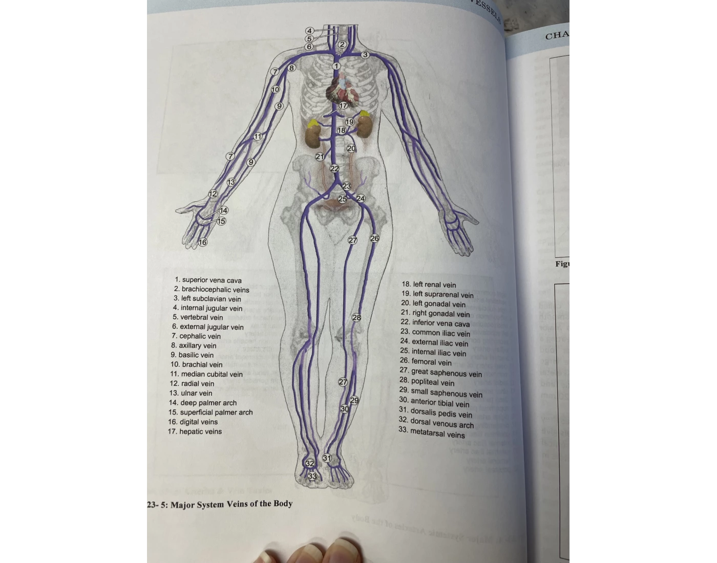 Major System Veins of the Body — Printable Worksheet