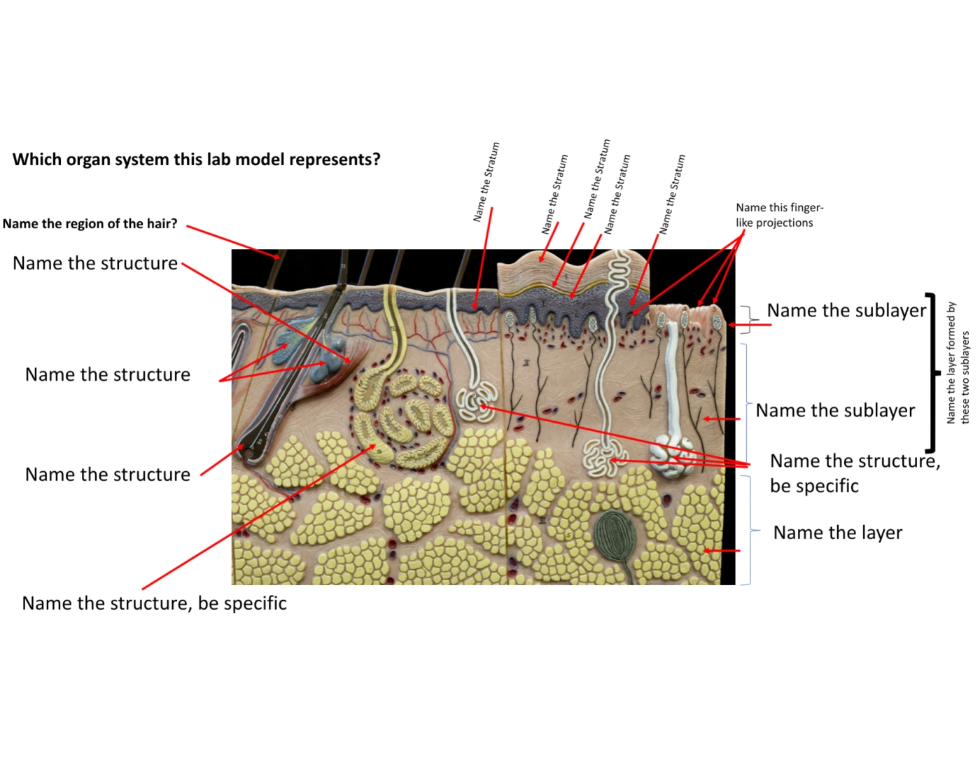 Integumentary Lab Models Lab 1 Practice- Integumentary Skin Model Quiz