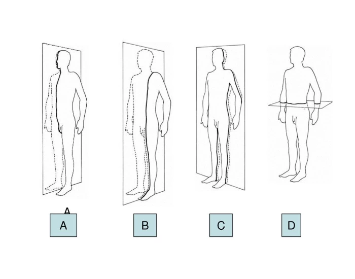 A&P 1 Anatomical Terms PLANES Quiz