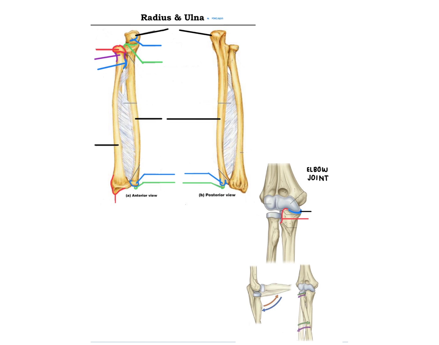 Radius & Ulna, Elbow Joint — Printable Worksheet