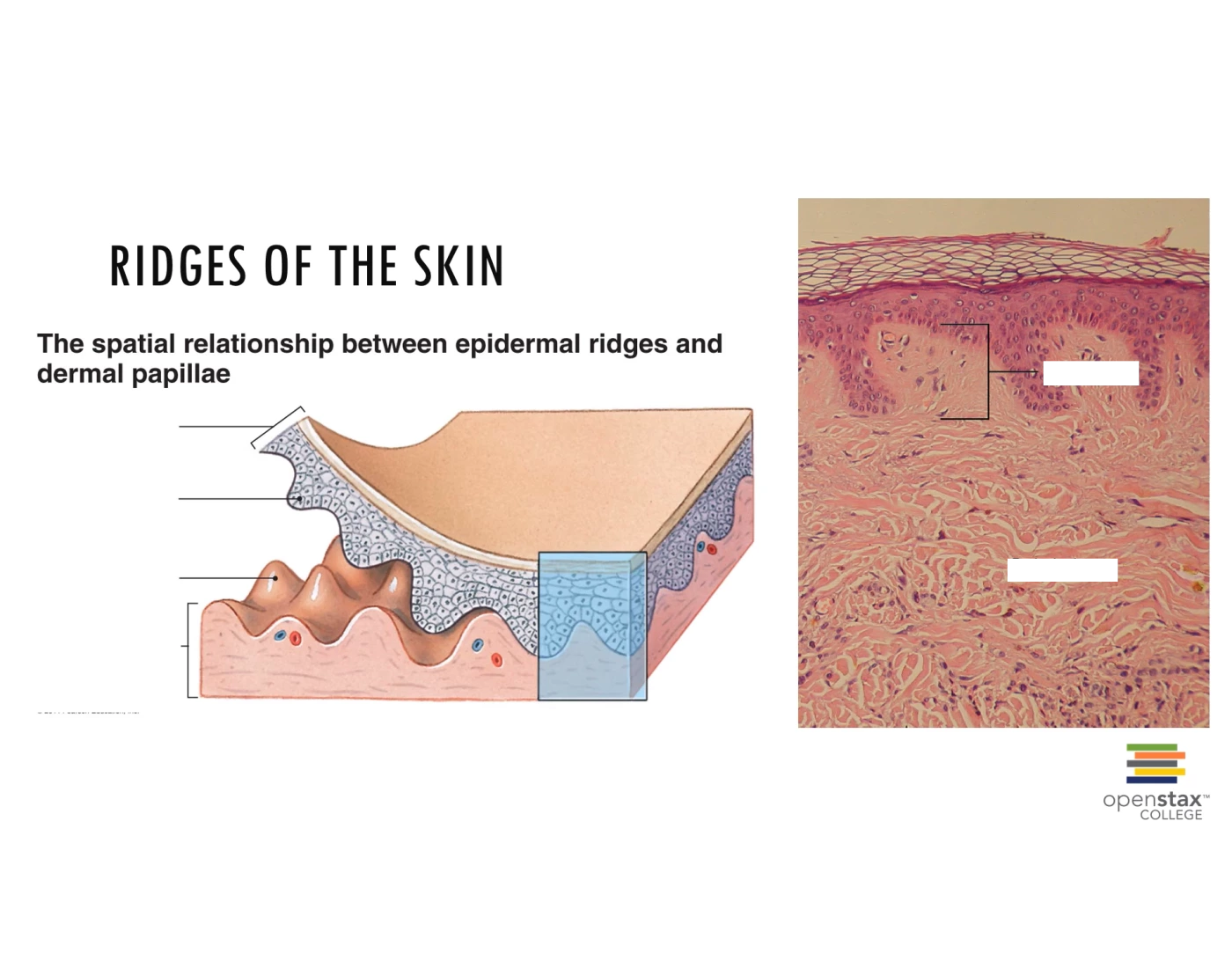 Ridges of skin Quiz