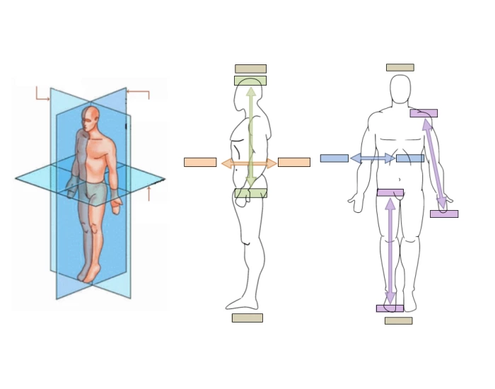 Anatomical Planes & Directions Quiz