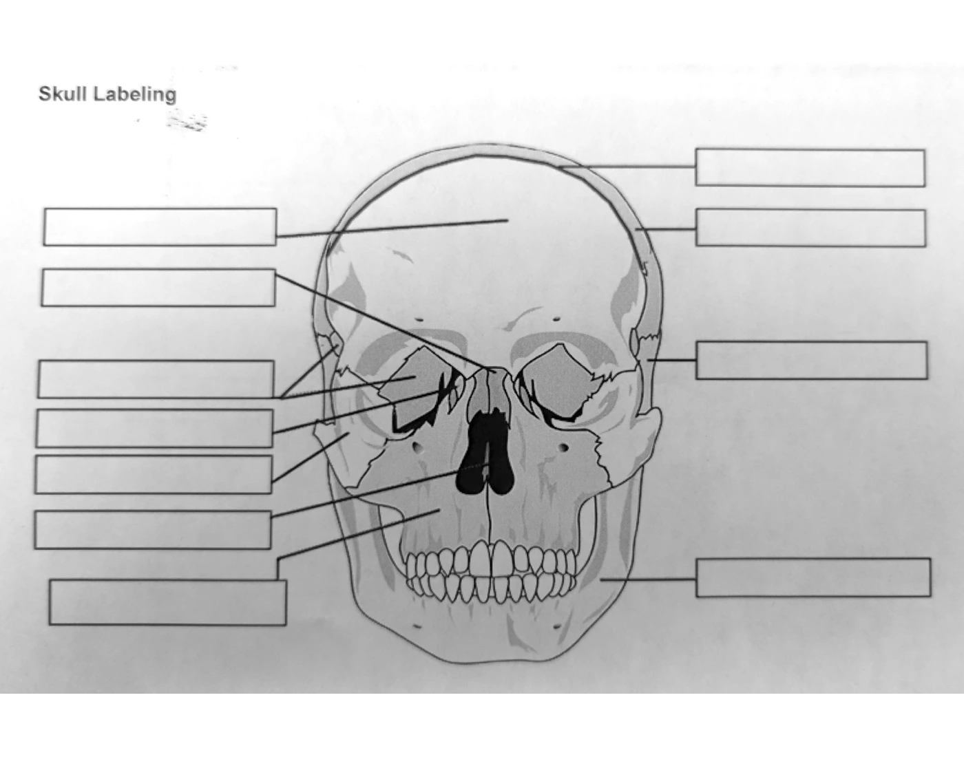 Skull Labeling (KHS) โ Printable Worksheet