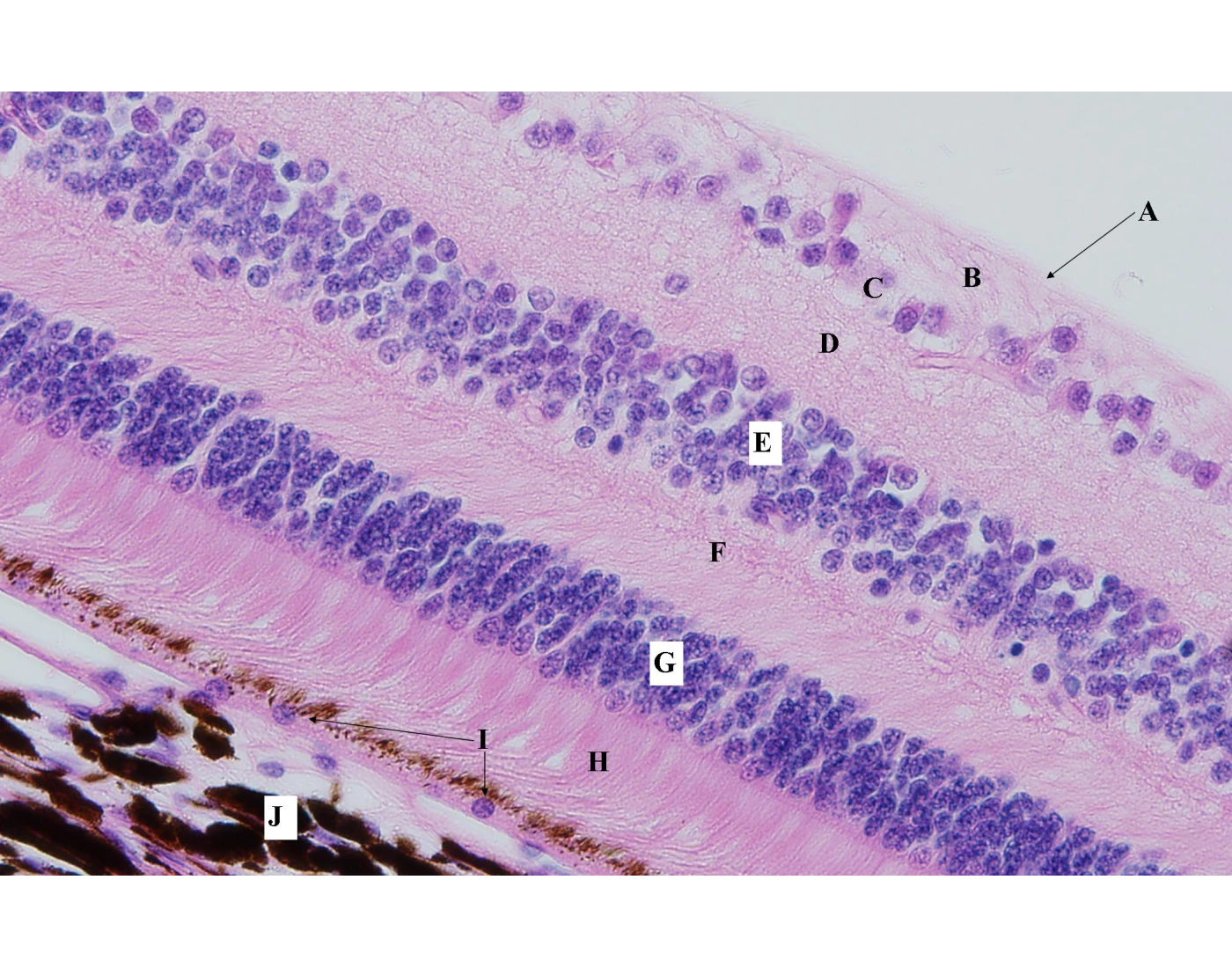 Retina Layers Oct Worksheet.pdf Layers of the retina- histology! — Printable Worksheet