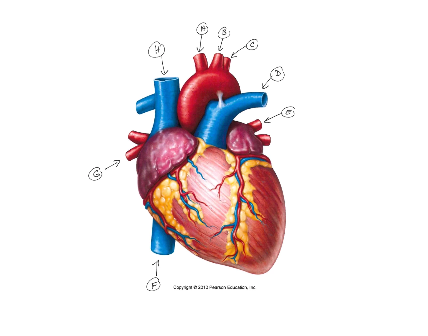 Heart labeling — Printable Worksheet