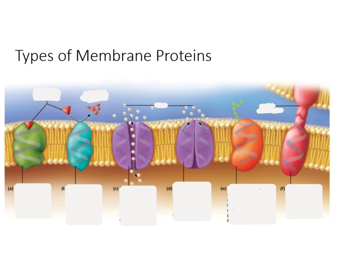 Types of Membrane Proteins Labeling — Printable Worksheet