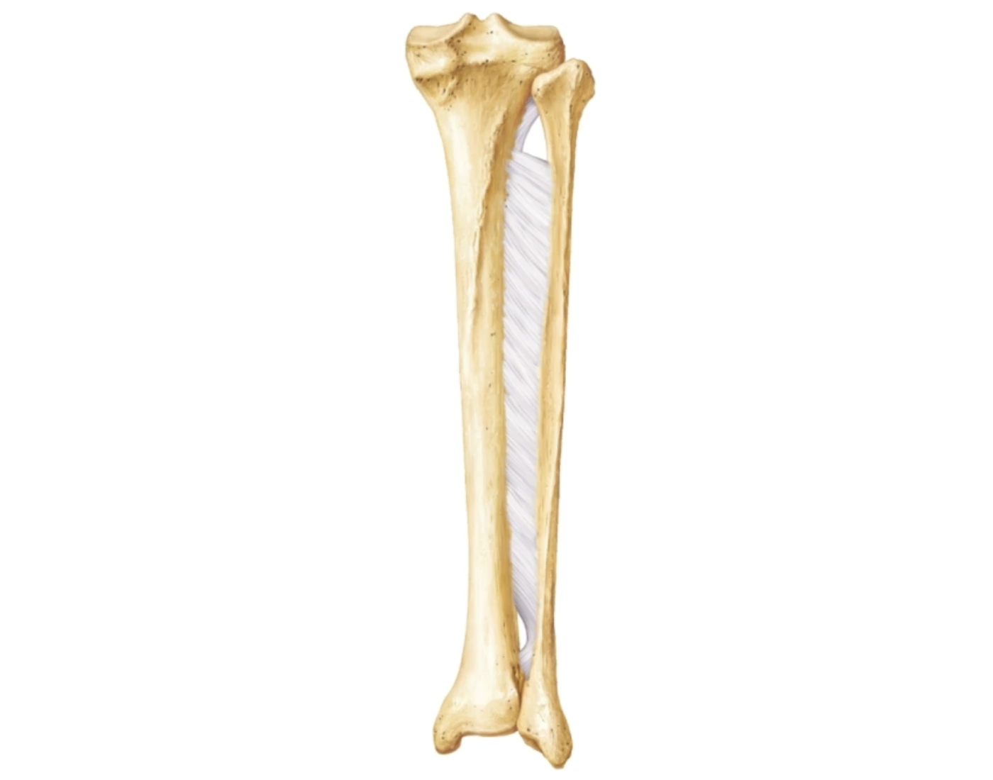 Posterior View Of Tibia and Fibula Labeling — Printable Worksheet