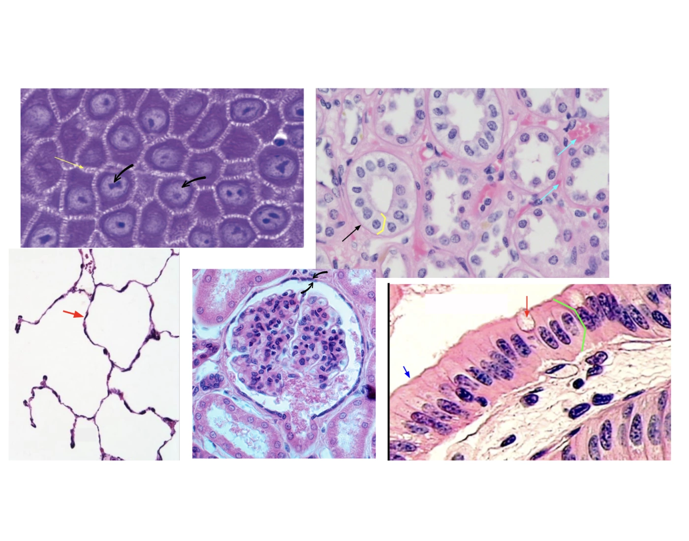 Tissue Practice Epithelial Tissue Practice 2 Quiz