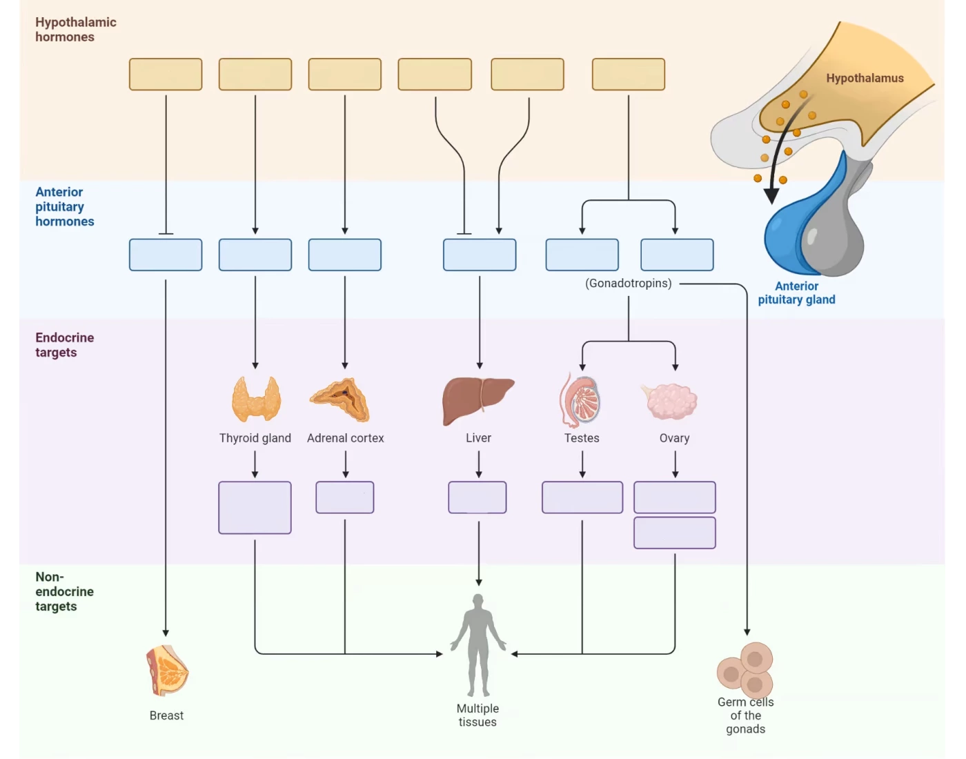 Anterior Pituitary Endocrine Pathways Quiz