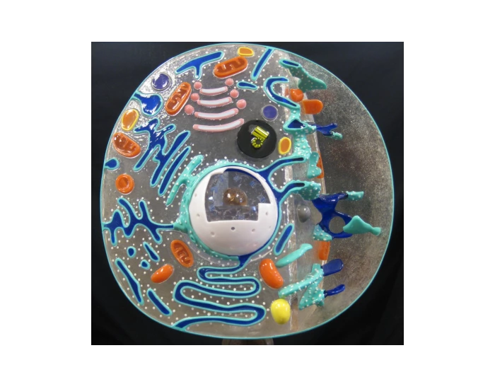 Condensed Model Condensed Cell Model - Anatomy Quiz